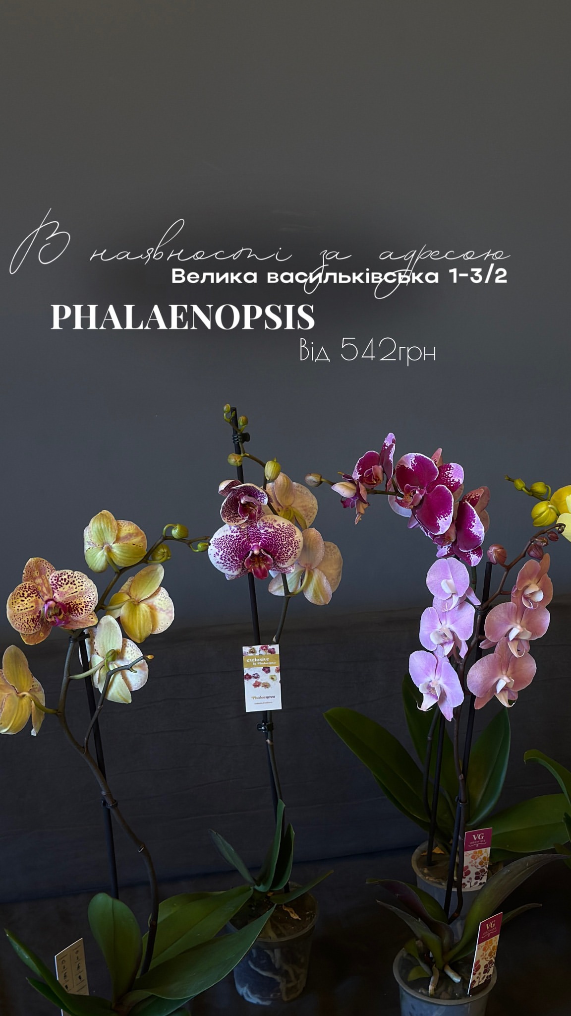 Букет від floravipluxe_kyiv