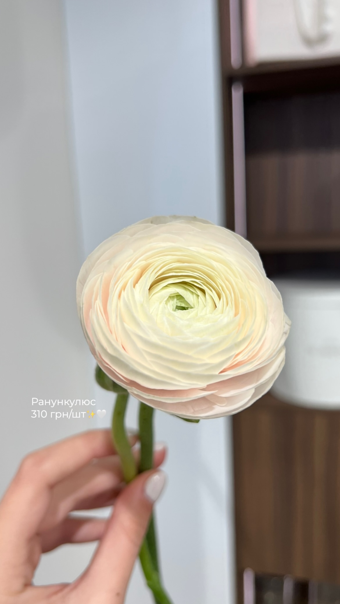 ніжний білий ранункулюс