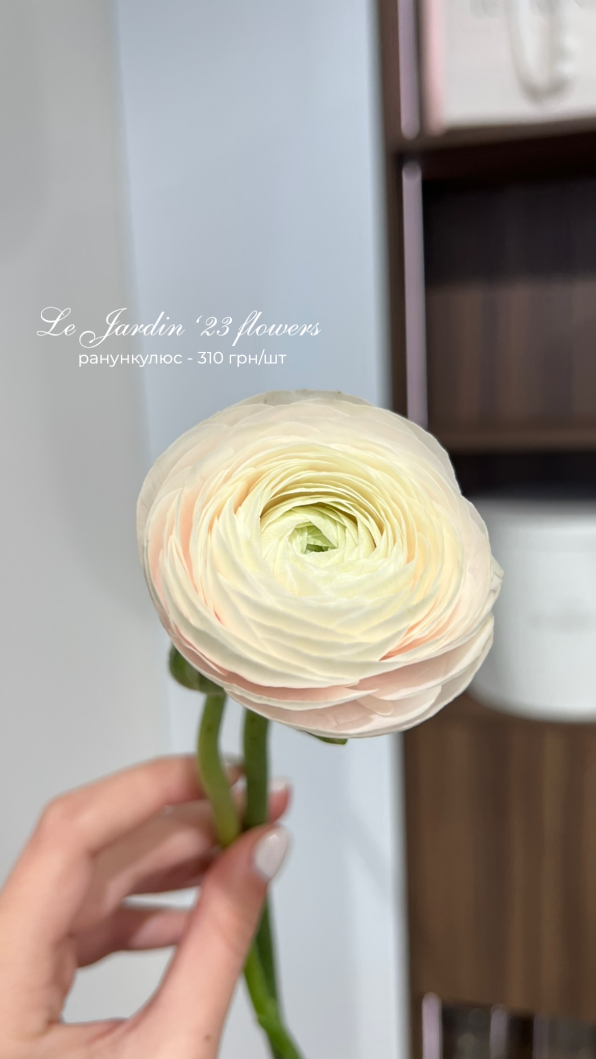 ніжний, білий, ранункулюс