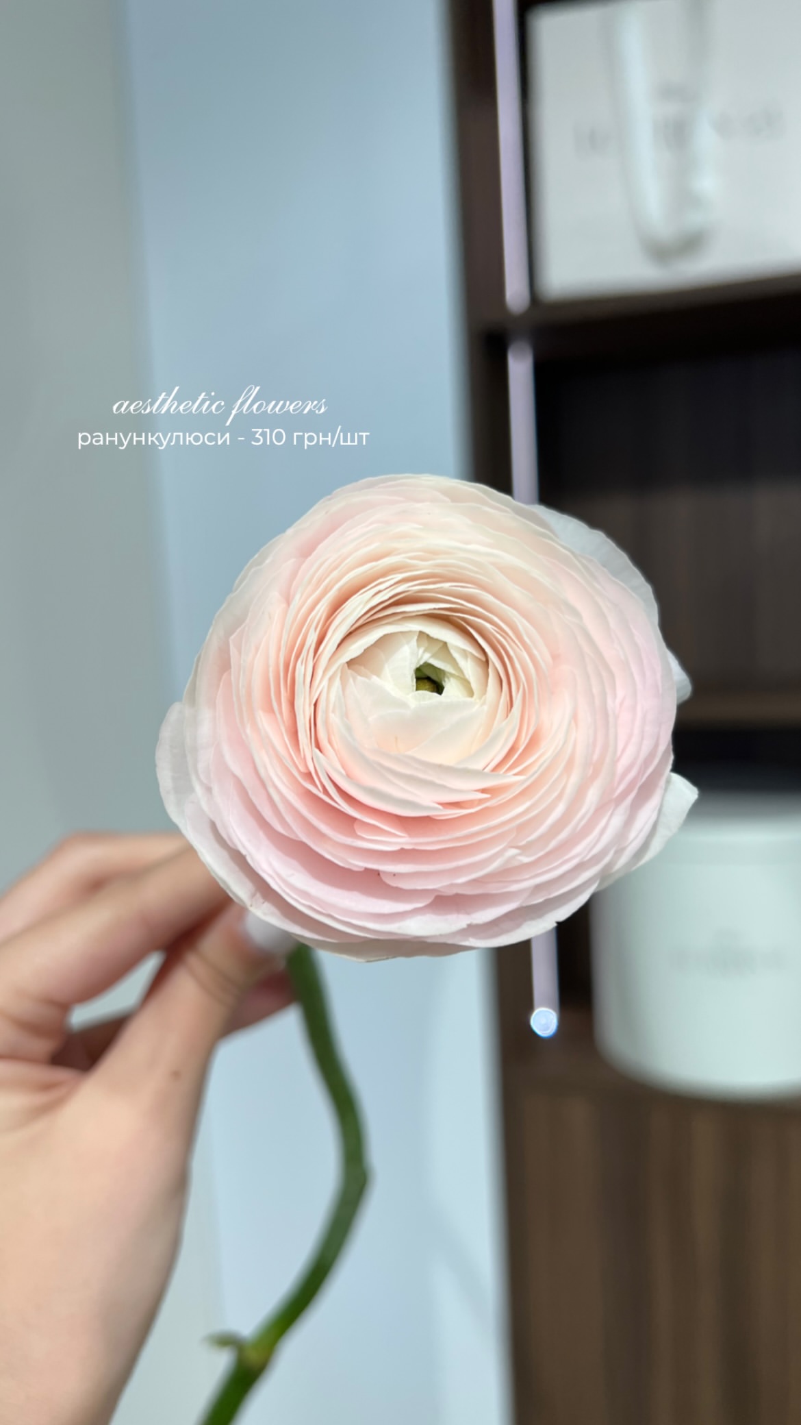 ніжний ранункулюс рожевий