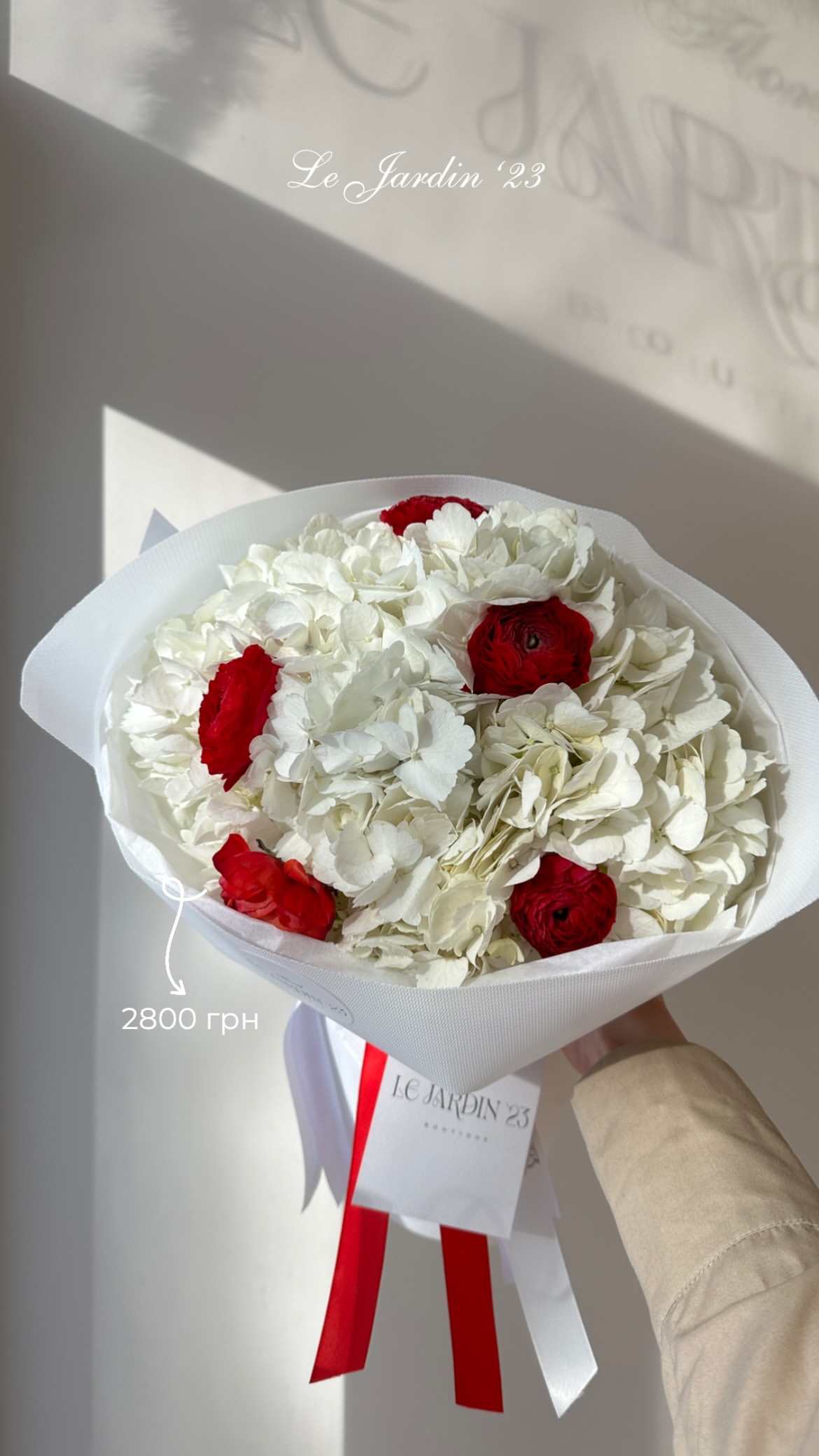 білі гортензії з червоними квітами